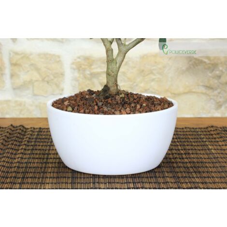 Powers To Flowers - Abete Bonsai In Ciotola Ceramica Bassa
