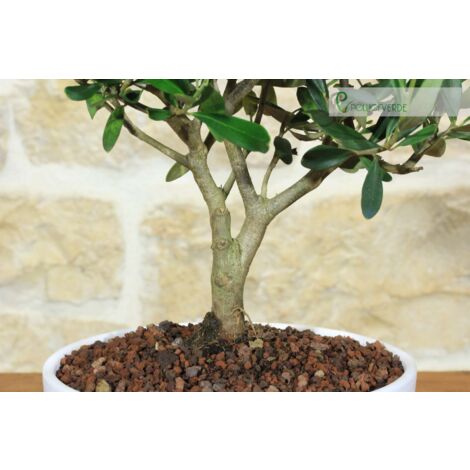 Bonsai di Olivo in ciotola bassa