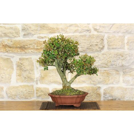 Bonsai di Bosso (103)