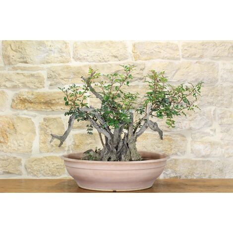 Pre bonsai yamadori di Lentisco (2)