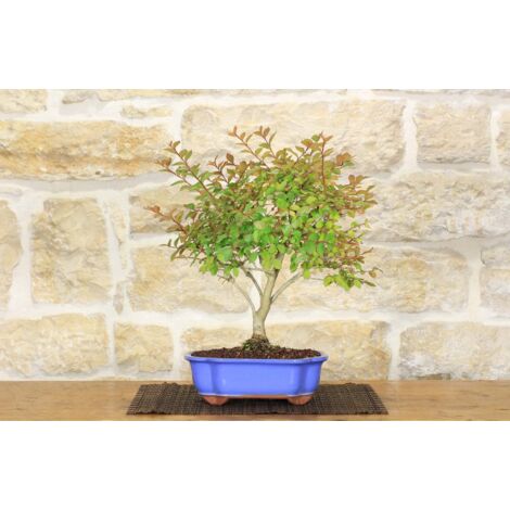 Bonsai di Lagerstroemia nana (38)