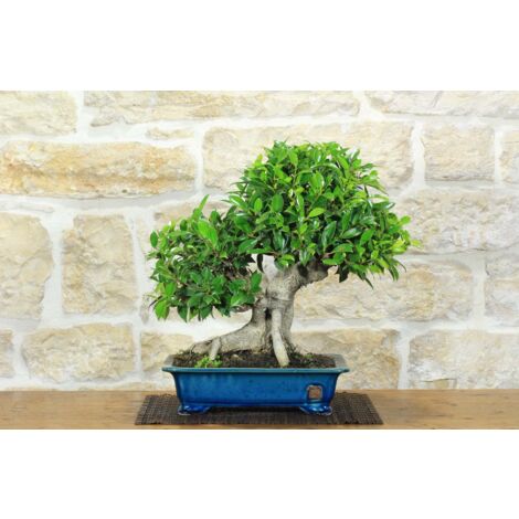 Bonsai di Ficus Retusa (162)
