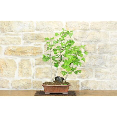 Bonsai di Ginkgo Biloba (1). (1/5)