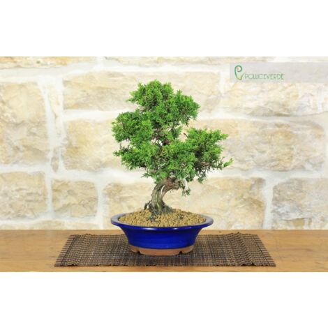 Bonsai di Ginepro Itoigawa (113)