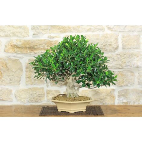 Bonsai di Ficus Retusa (169)