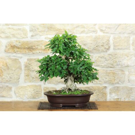 Bonsai di Carpino Coreano (11)