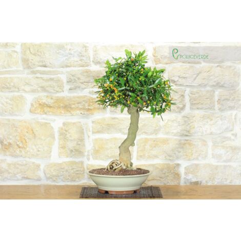 Bonsai di Citrus Kinzu (15)