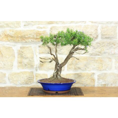 Bonsai di Rosmarino (56)