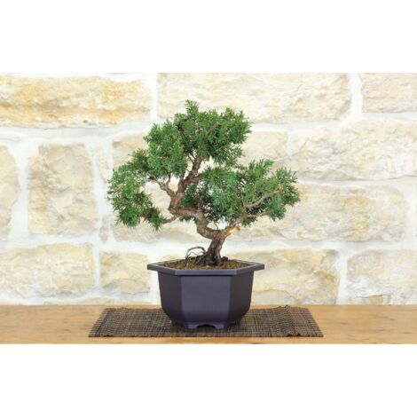Prebonsai di Ginepro Kishu (9)