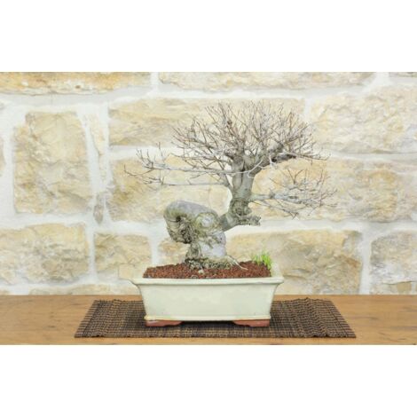 Bonsai di Olmo Campestre (53)