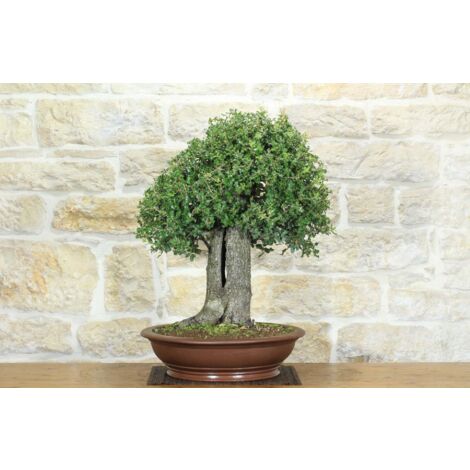Bonsai di Quercia Spinosa (8)
