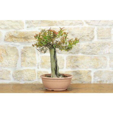 Pre bonsai di Melograno (2)