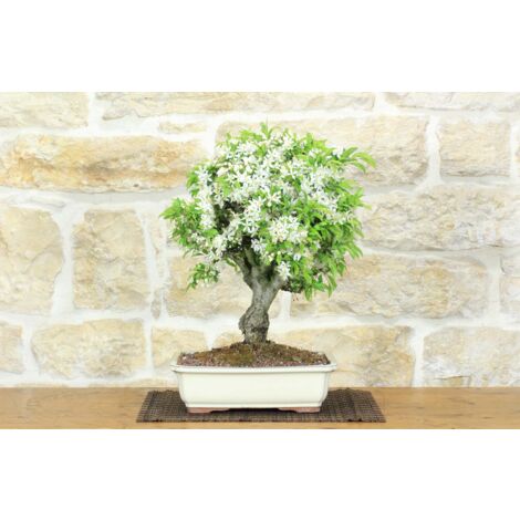 Bonsai di Melo Micromalus (44)