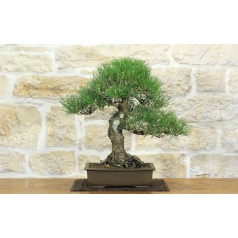 Bonsai di Pino Nero Thunbergii (73)