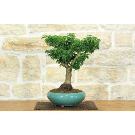 Bonsai di Acero Palmato Shishigashira (10)