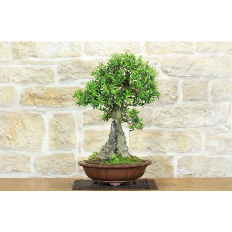 Bonsai di Olivastro (176).