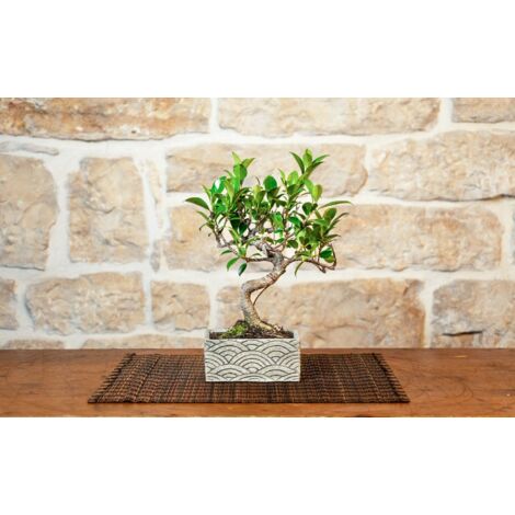 Bonsai 6 Anni con Portavaso Decorativo orientale Orientale