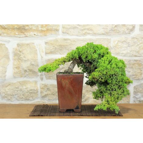 Bonsai di Ginepro Procumbens (21)