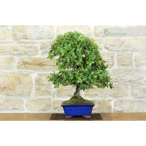Bonsai di Quercia - Leccio (93)