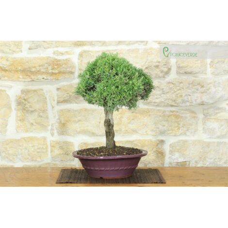 Nearly Natural 4106 Pianta di seta bonsai di cedro, 40,6 cm, verde