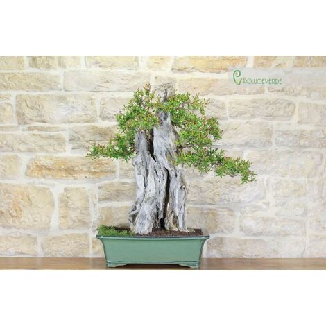 Utensili e materiali per Bonsai - Bonsai Empire