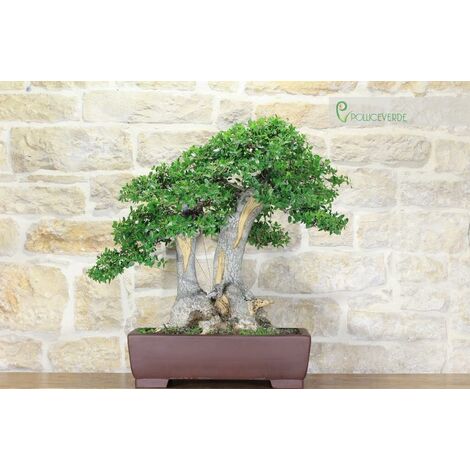 bonsai - Domande e Risposte Bonsai