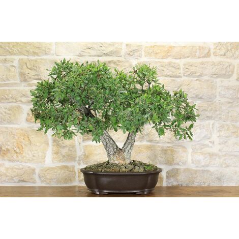 Bonsai di Pepper vaso cm. 25, 50,00 €