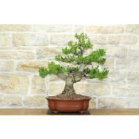Bonsai di Pino d'Aleppo (10)