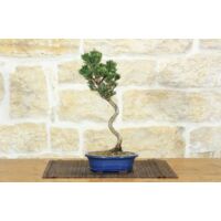 Bonsai di Pino Nero Thunbergii Senjyumaru (71)