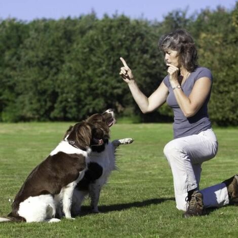 Sifflet à ultrasons  Chien Chat et Compagnie