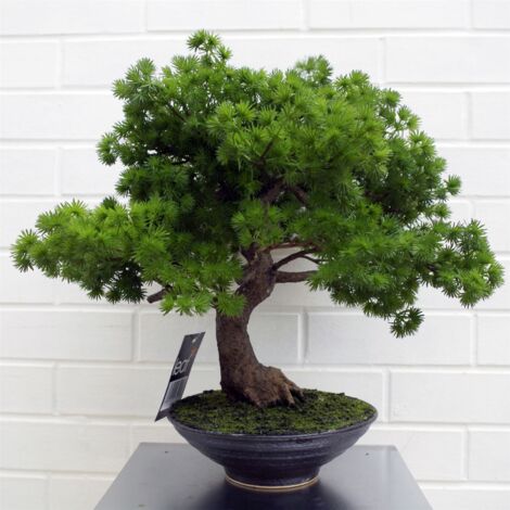 50cm Artificial Luxury Pine Bonsai Tree (1/5)