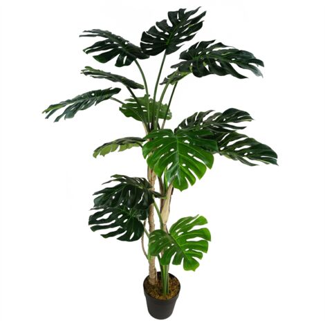 150cm (5ft) Luxury Monstera Plant Black Pot (1/5)