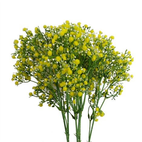 Pack of 6 x 55cm Gypsophila Yellow Stem (1/5)