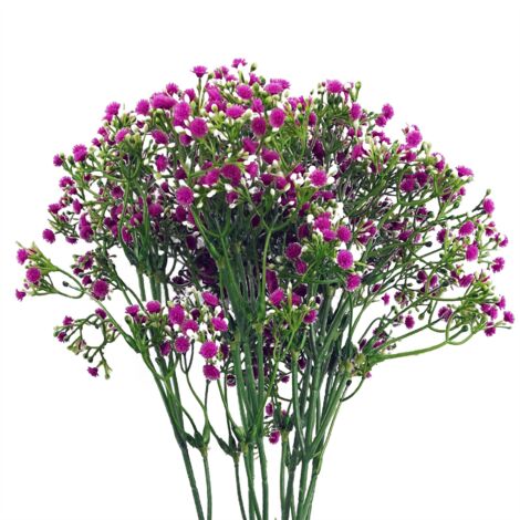 Pack of 6 x 55cm Gypsophila Pink Stem (1/5)