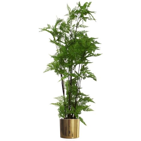 150cm Artificial Natural Moss Base Fern Foliage Plant with Gold Metal Planter (1/5)