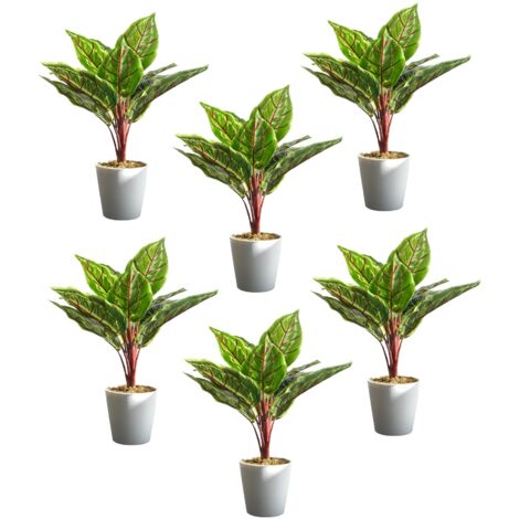 Pack of 6 x 38cm Potted Calathea Veitchiane (1/5)