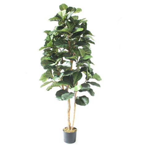 180cm Artificial Fiddle Fig Deluxe Tree (1/3)