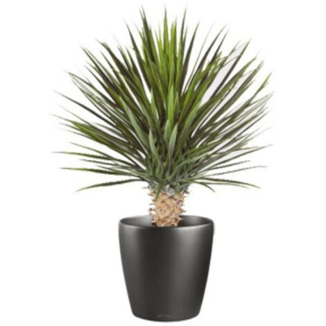 75cm Artificial Dracaena Plant