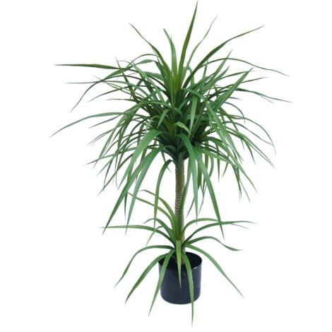 90cm Double Dracaena Plant (1/2)