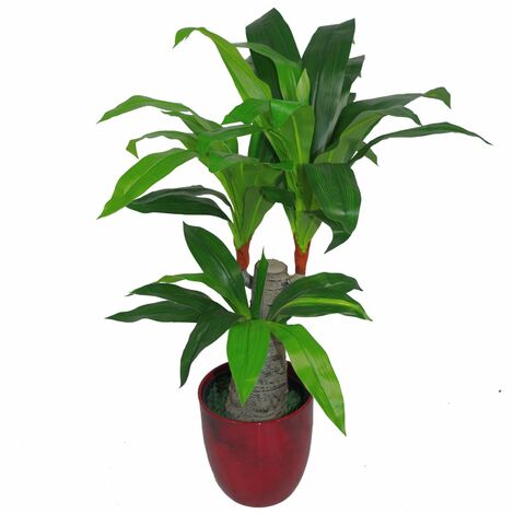 75cm Artificial Dracaena Plant - Wide Trunk Triple Branch Large