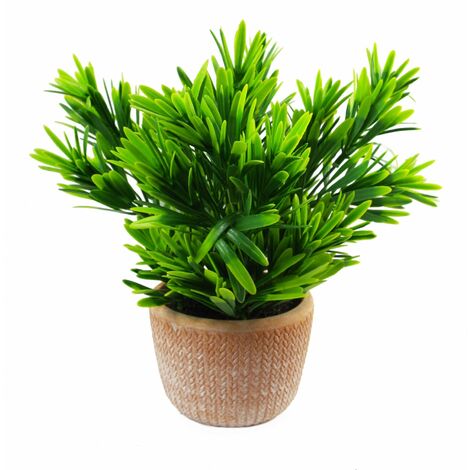 22cm Honey Plant Dark Green in Terracotta Pot (1/3)