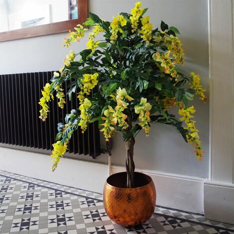 120cm Yellow Flowering Wisteria Tree (1/5)