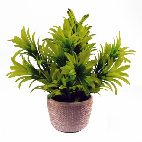 22cm Honey Plant Light Green in Terracotta Pot (1/2)