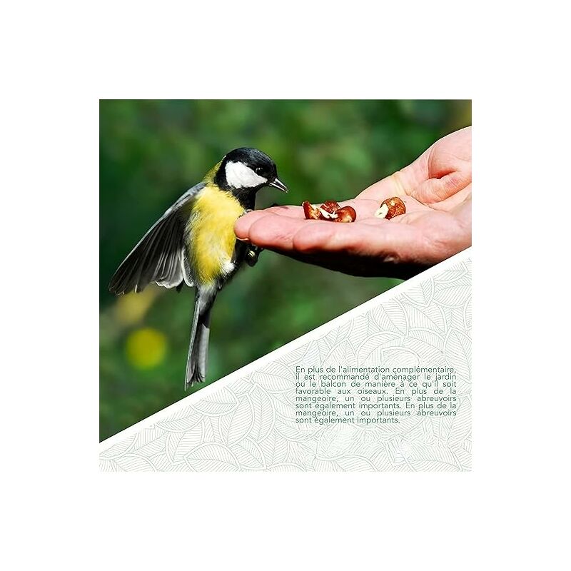 WILDLIFE FRIEND Bain d'oiseaux, Mangeoire avec Fixation Murale - Petit et  Résistant aux Intempéries - Bains pour Oiseaux Sauvages : : Jardin
