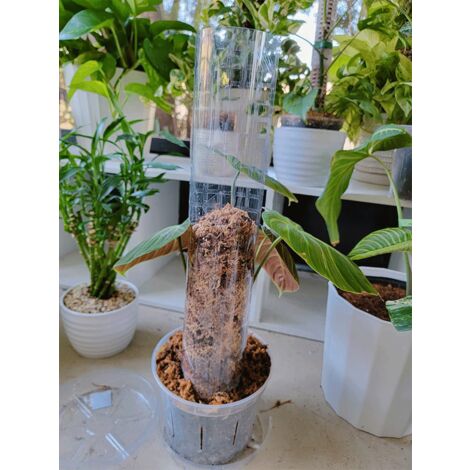 Support de pôle en mousse de forme semi-cylindrique pour plantes