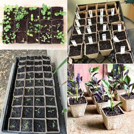 BoloShine 80 Pcs 8cm Pots De Semis En Fibre Biodégradable, Pots De