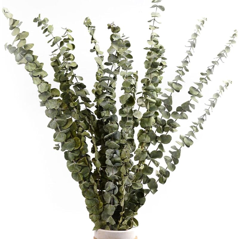 Lot de 52 bouquets de fleurs d'eucalyptus séchées et de lavande pour  douche, 43,2 cm, véritables feuilles d'eucalyptus argenté à suspendre,  plantes