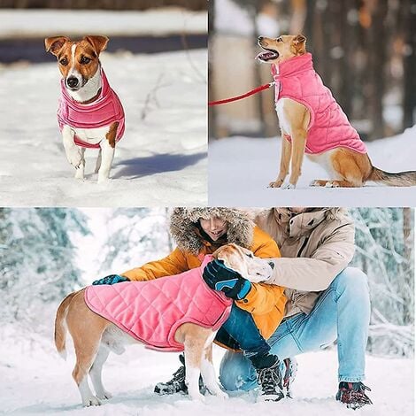 Collier réglable pour chien, accessoires pour animaux de compagnie, après  la propor, confortable, protection des plaies