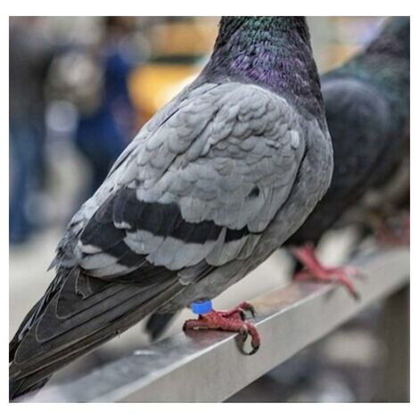 Acheter Numéro de pied (001-100) Anneaux de patte de volaille Anneaux de  pigeon Bracelet de cheville de pigeon Anneaux de clip d'oiseau de colombe