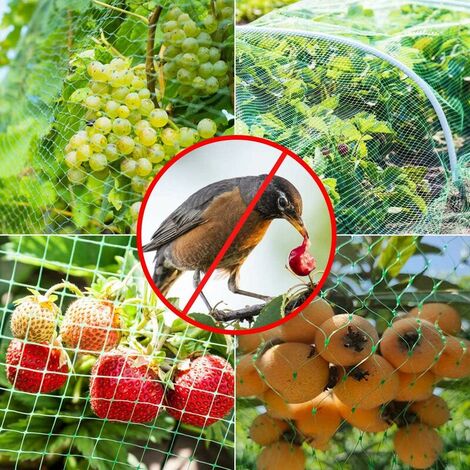 Piquets de Jardin Lot de 10 : Protégez Vos Fruits et Légumes Facilement